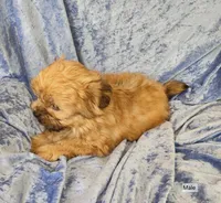 Bodie, a male Shorkie for sale in Prairie Grove, AR – 1 of 2