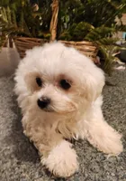 Noah, a male Maltese for sale in Prairie Grove, AR – 3 of 4