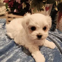 Noah, a male Maltese for sale in Prairie Grove, AR – Photo 2 of 2