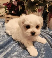 Noah, a male Maltese for sale in Prairie Grove, AR – Photo 2 of 2