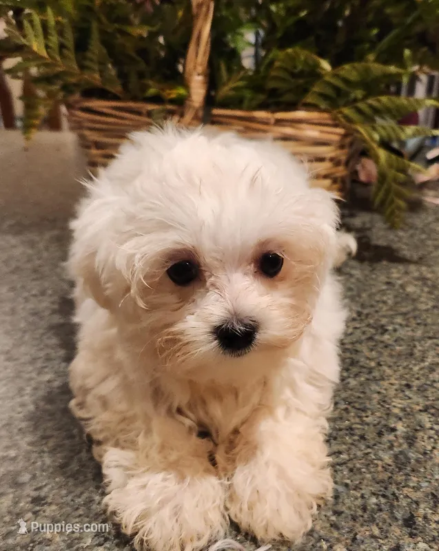 Noah – Maltese puppy for sale in Prairie Grove, AR