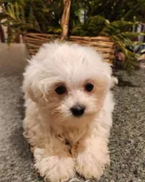 Noah, a male Maltese for sale in Prairie Grove, AR – 1 of 4