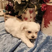 Noah, a male Maltese for sale in Prairie Grove, AR – Photo 1 of 2
