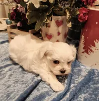 Noah, a male Maltese for sale in Prairie Grove, AR – Photo 1 of 2