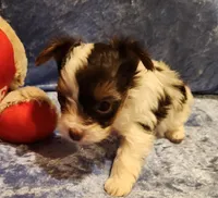 Milo, a male Yorkshire Terrier for sale in Prairie Grove, AR – Photo 2 of 2