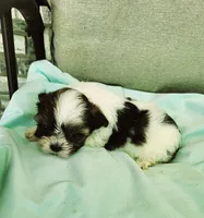 Cookie, a female Shih Tzu and Yorkshire Terrier for sale in Prairie Grove, AR – Photo 2 of 2