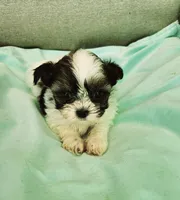 Cookie, a female Shih Tzu and Yorkshire Terrier for sale in Prairie Grove, AR – Photo 1 of 2