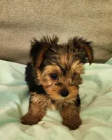 Jacob, a male Yorkshire Terrier for sale in Prairie Grove, AR – Photo 1 of 2
