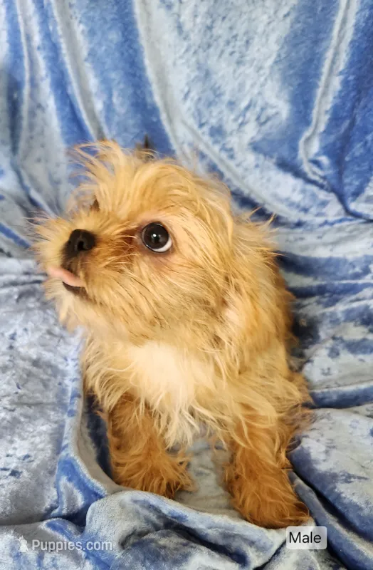Buster – Shorkie puppy for sale in Prairie Grove, AR