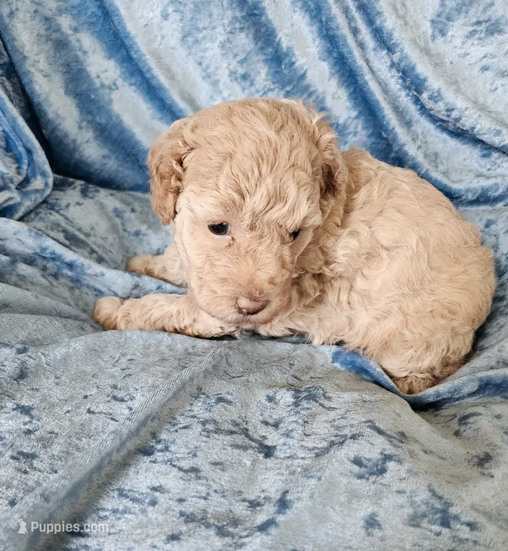 Susie – Poodle - Toy  puppy for sale in Prairie Grove, AR