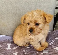 Blondie, a female Yorkshire Terrier for sale in Prairie Grove, AR – Photo 2 of 2