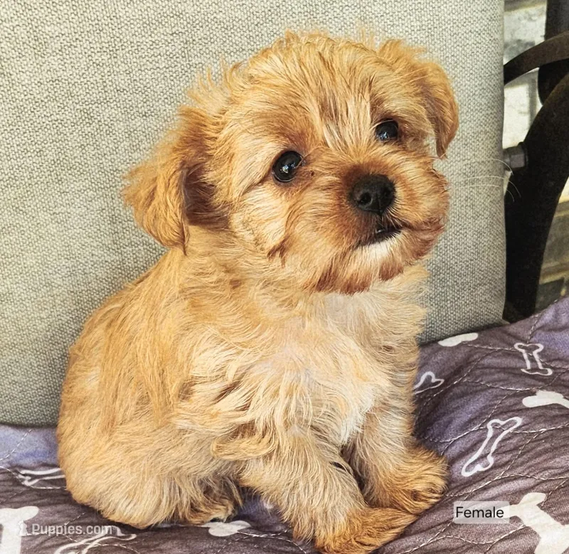 Blondie – Yorkshire Terrier puppy for sale in Prairie Grove, AR