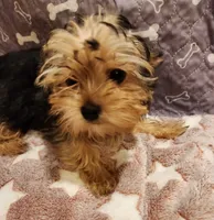 Charlie, a male Yorkshire Terrier for sale in Prairie Grove, AR – Photo 1 of 2