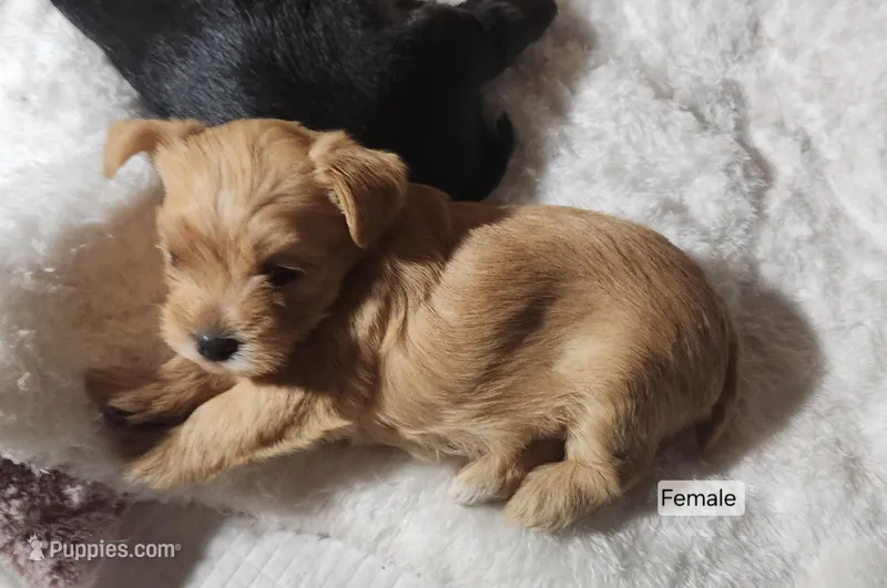 Dolly – Yorkshire Terrier puppy for sale in Prairie Grove, AR