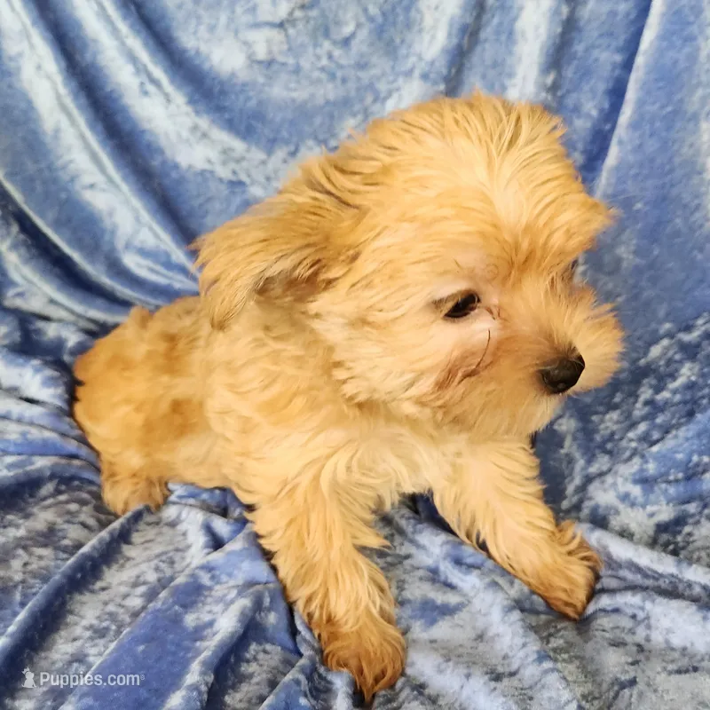 Dolly – Yorkshire Terrier puppy for sale in Prairie Grove, AR