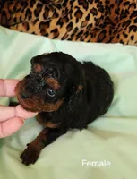 Belle, a female Poodle - Toy  for sale in Prairie Grove, AR – Photo 2 of 2