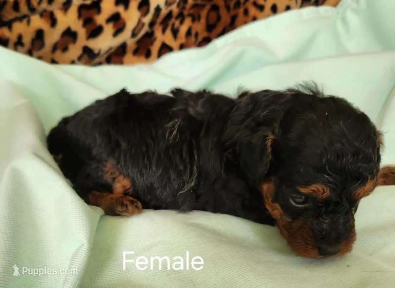 Belle, a female Poodle - Toy  for sale in Prairie Grove, AR – Photo 1 of 2