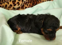 Belle, a female Poodle - Toy  for sale in Prairie Grove, AR – Photo 1 of 2