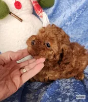 Penny, a female Poodle - Toy  for sale in Prairie Grove, AR – Photo 2 of 2