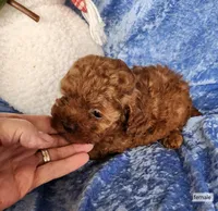 Penny, a female Poodle - Toy  for sale in Prairie Grove, AR – Photo 1 of 2