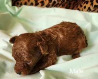 Noah, a male Poodle - Toy  for sale in Prairie Grove, AR – Photo 1 of 2