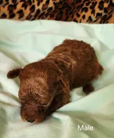 Noah, a male Poodle - Toy  for sale in Prairie Grove, AR – Photo 2 of 2