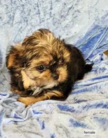 Suzy, a female Shorkie for sale in Prairie Grove, AR – 2 of 2