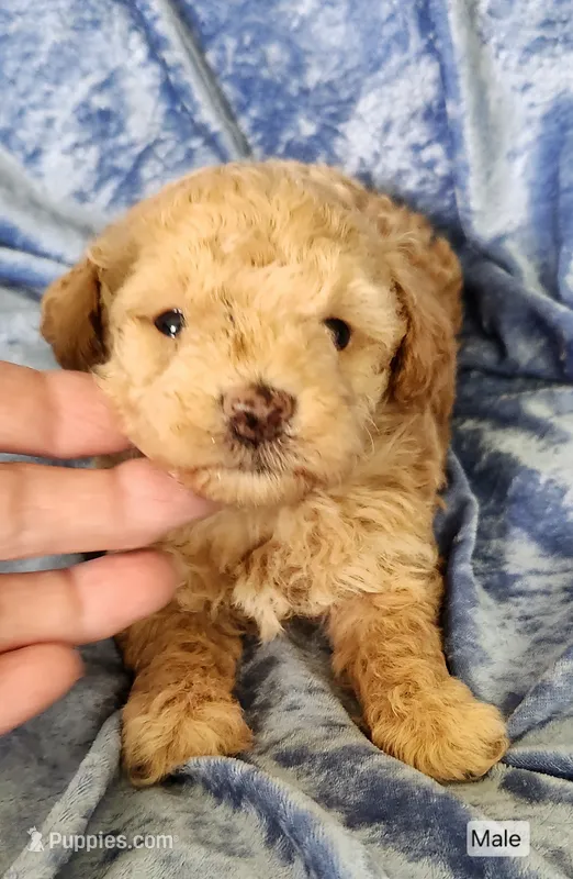 Ben – Poodle - Toy  puppy for sale in Prairie Grove, AR