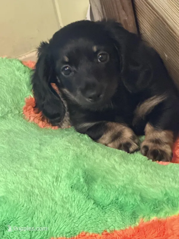 Wiggles – Miniature Dachshund puppy for sale in Godfrey, IL