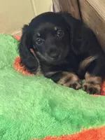 Wiggles, a female Miniature Dachshund for sale in Godfrey, IL – Photo 1 of 4