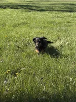 Wiggles, a female Miniature Dachshund for sale in Godfrey, IL – Photo 3 of 4