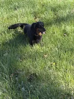 Wiggles, a female Miniature Dachshund for sale in Godfrey, IL – Photo 2 of 4