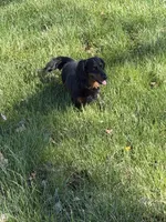 Wiggles, a female Miniature Dachshund for sale in Godfrey, IL – Photo 4 of 4