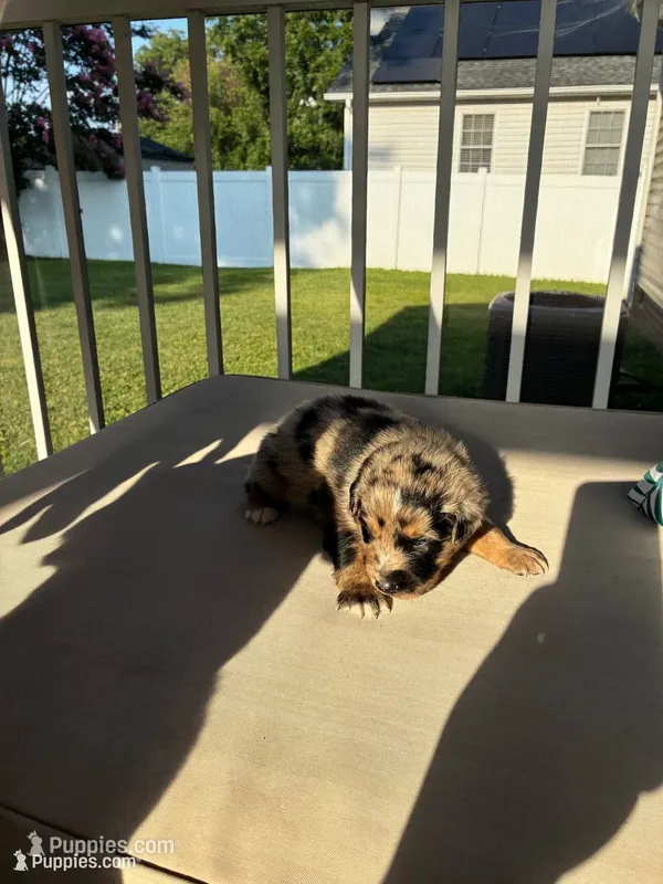 Merley AKC – Australian Shepherd puppy for sale in Richmond, VA