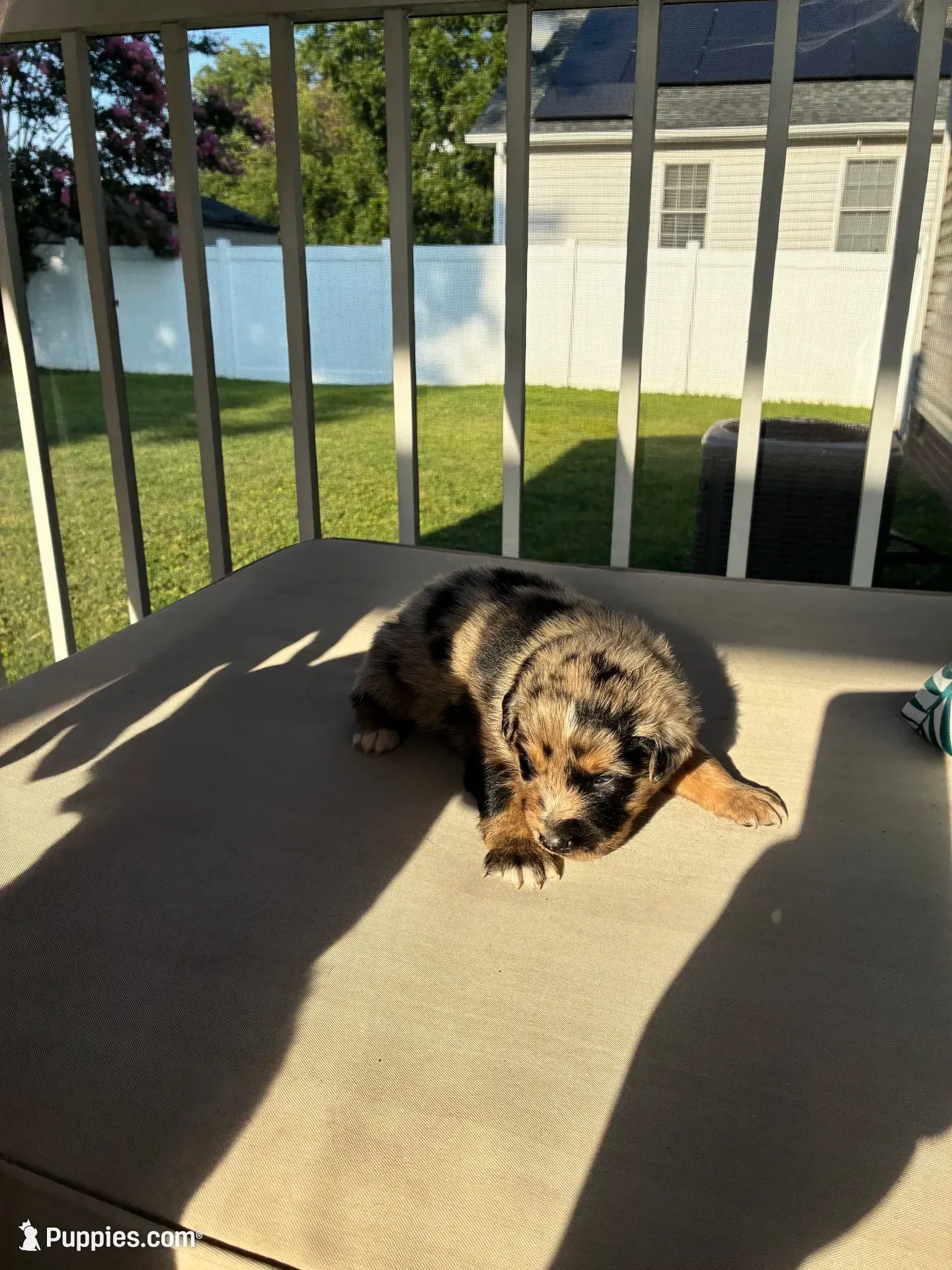 Merley AKC, a female Australian Shepherd for sale in Richmond, VA – 1 of 2