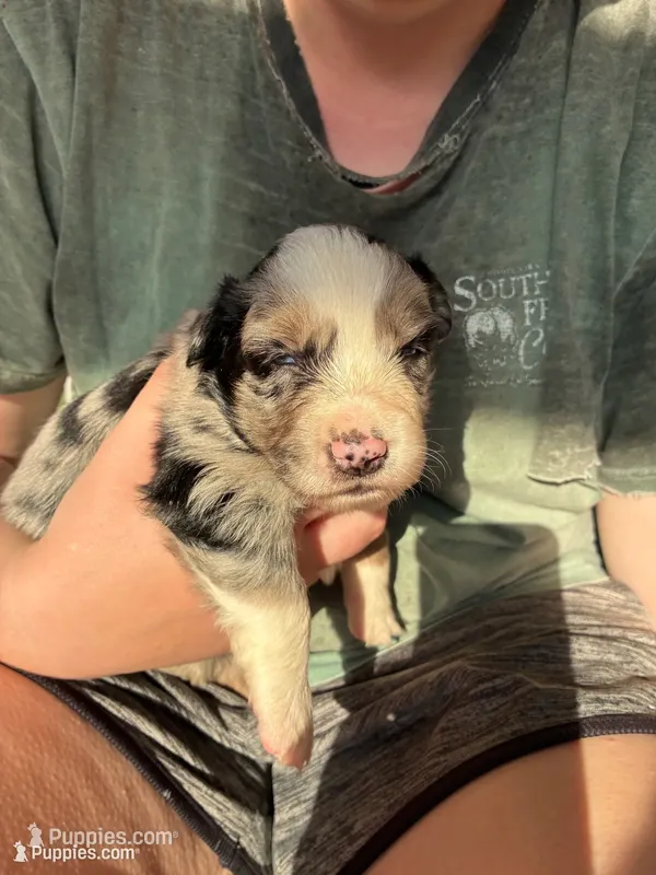 Tennessee – Australian Shepherd puppy for sale in Richmond, VA