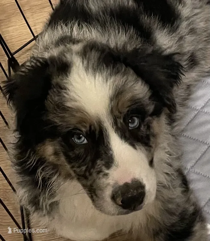Tennessee AKC – Australian Shepherd puppy for sale in Richmond, VA
