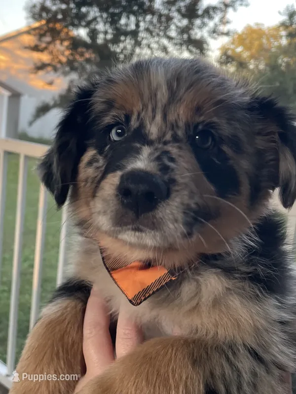 Speckles AKC – Australian Shepherd puppy for sale in Richmond, VA