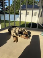 Speckles AKC, a female Australian Shepherd for sale in Richmond, VA – 1 of 2