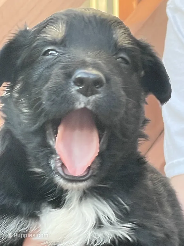 Kix AKC – Australian Shepherd puppy for sale in Richmond, VA