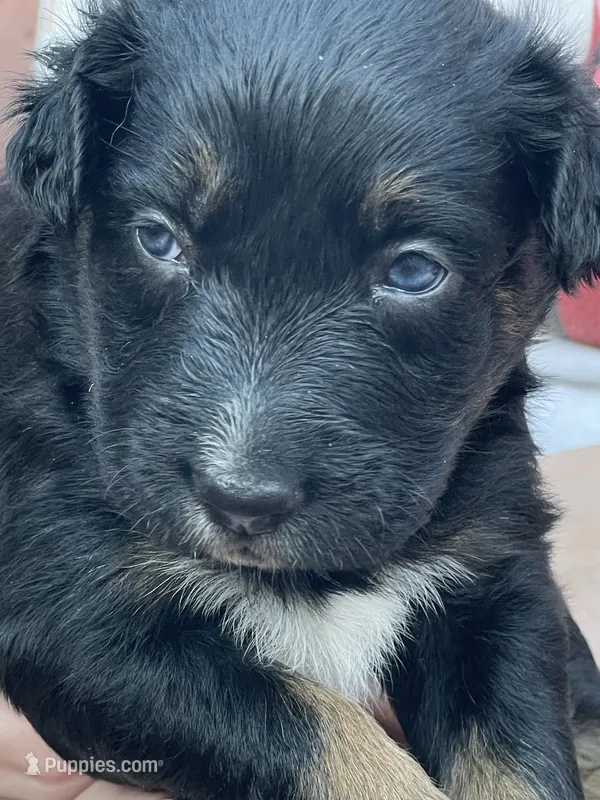 Pepper AKC – Australian Shepherd puppy for sale in Richmond, VA