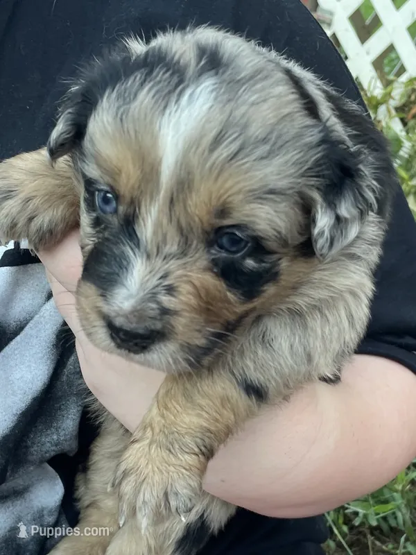 Speckles AKC – Australian Shepherd puppy for sale in Richmond, VA
