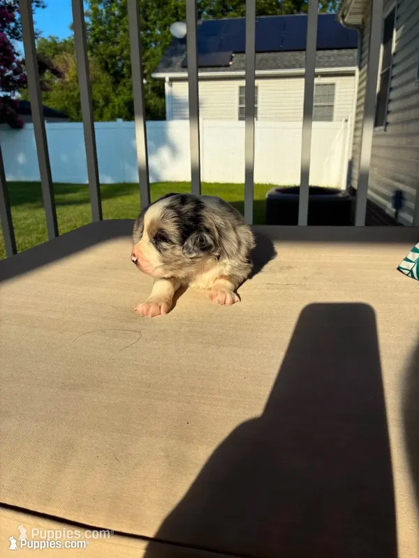 Tennessee AKC – Australian Shepherd puppy for sale in Richmond, VA