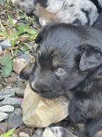 Midnight AKC, a female Australian Shepherd for sale in Richmond, VA – 5 of 5