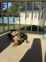 Speckles AKC, a female Australian Shepherd for sale in Richmond, VA – 2 of 2