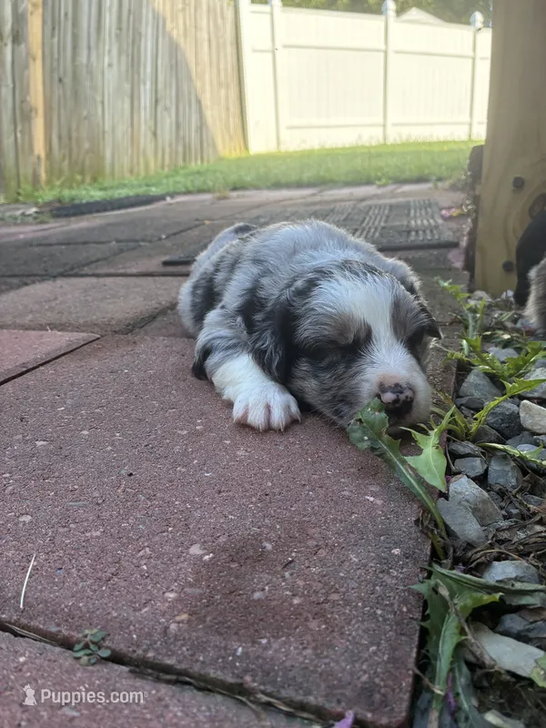 Tennessee AKC – Australian Shepherd puppy for sale in Richmond, VA