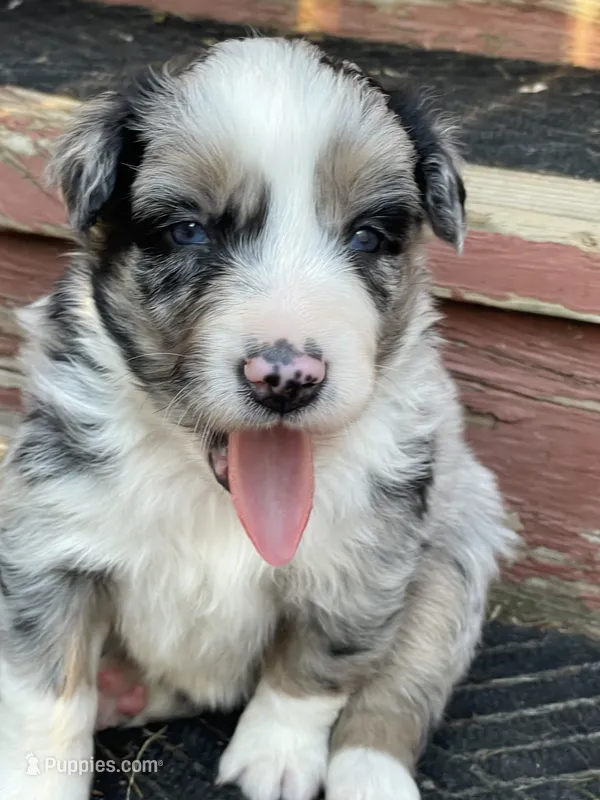 Tennessee AKC – Australian Shepherd puppy for sale in Richmond, VA