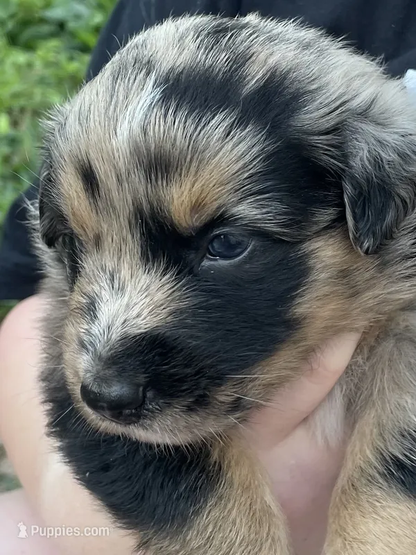 Merley AKC – Australian Shepherd puppy for sale in Richmond, VA
