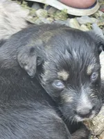 Midnight AKC, a female Australian Shepherd for sale in Richmond, VA – 2 of 5