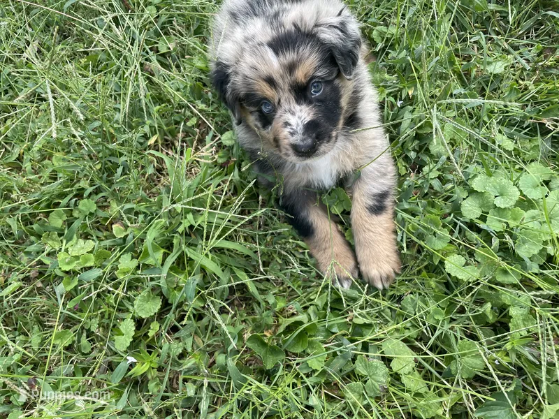 Merley AKC – Australian Shepherd puppy for sale in Richmond, VA